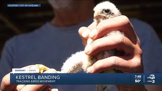 Kestrels getting banded in Loveland [upl. by Uamak395]