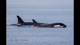 Orcas under our boat 2023 [upl. by Ylreveb]