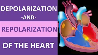 Depolarization and Repolarization of Heart Action Potential Atrial amp Ventricular Animation [upl. by Aninad]