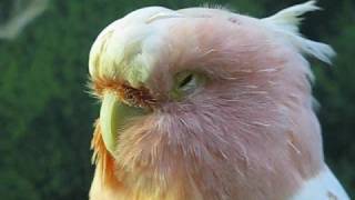 COOKIE the Cockatoo GOING TO SLEEP at BROOKFIELD ZOO in Chicago [upl. by Volnak]