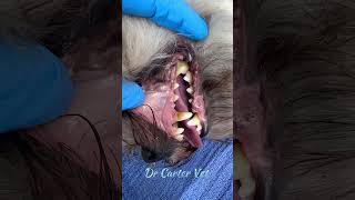 Reasons you should Clean Your Dogs Teeth shorts veterinary dog [upl. by Scrivings]