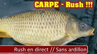 Pêche Carpe  départ rush en direct  Petite carpe commune de 3 Kg [upl. by Clareta84]