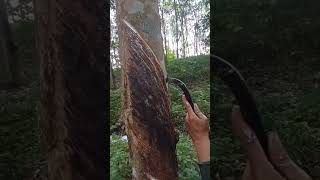 satisfying amazing awesome excellent special nature asmr rubbertapping shorts [upl. by Mitzl810]