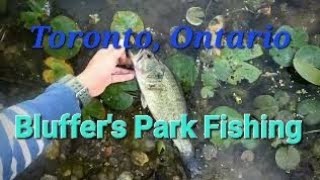 Bass fishing at Scarborough Ontario Bluffers Park Pond [upl. by Symons]