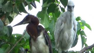 Trinidad Wetland birds in their natural Habitat [upl. by Mcculloch482]