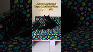 😻✨Gatos gato Que Protege tú Hogar cat cats catlover catvideos cutecats fannycagatosmaravillo [upl. by Siulesoj]