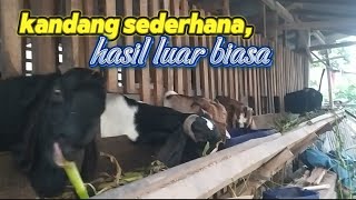 SUKSES PENGGEMUKAN KAMBING  BELI MURAH UNTUNG MELIMPAH TERNAK KAMBING [upl. by Ruford]