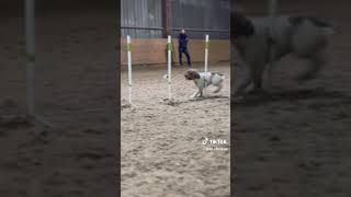 lagotto romagnolo agilty night training [upl. by Acino]