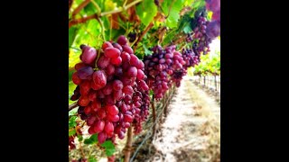 Crimson seedless 100 harvesting with uniform colour INDIA  MAHARASTRA PIMPALGAOAN GARUDESHWAR [upl. by Carola]