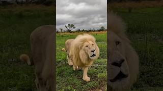 Lion vs Leopard amp Cheetah 🤯🤔 wildlife short [upl. by Lory]