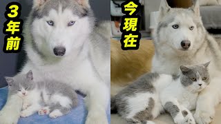 3年間、ハスキー犬に育てられた子猫の成長記録：ハスキーの優しさに涙が出ちゃった [upl. by Aneelehs]