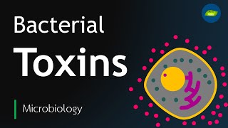 Bacterial Toxin  Exotoxin  Endotoxin  Microbiology  Basic Science Series [upl. by Aramot]