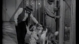 Lassie  Episode 44  quotThe Dog Catcherquot  Season 2 18 01081956 [upl. by Nerrat]