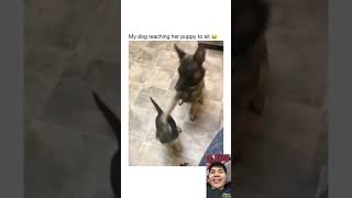 Reacting to funny pets pt5 dog petreaction funnyanimals funnypetsmoments funnypets shorts [upl. by Vale906]