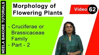 Morphology of Flowering Plants  NEET  Cruciferae or Brassicaceae Family  Part 2  Neela Bakore [upl. by Marr]