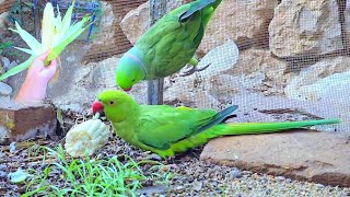 Best Feed for Green Ringneck Parrots  Parrots Feed [upl. by Aidni]