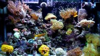 30 Gallon Reef Tank [upl. by Engis]