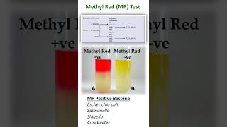 METHYL RED TEST [upl. by Ayekehs]