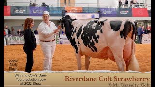 Awesome Senior Red Cow from Riverdane Holsteins at 2023 UK Dairy Expo Miss Strawberry Red [upl. by Nahor]