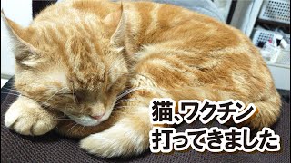 【猫🐈】３年ぶりにワクチンを打ってきた猫 ねこ cat 猫のいる暮らし [upl. by Reizarf]