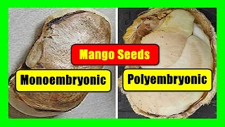 Monoembryonic and Polyembryonic Mango Seeds [upl. by Anrim191]