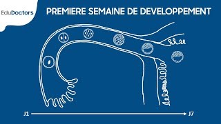 Première semaine de développement embryonnaire  Embryologie Générale [upl. by Oicnaneb]