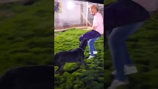 Masters dog station training dog dogs canecorso canecorsobreeder canecorsolovers love [upl. by Merril]