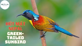 ✅Tiếng chim Hút mật Nepal Đuôi lục ✅Greentailed SunbirdAethopyga nipalensis ✅นกกินปลีหางยาวเขียว [upl. by Drews411]