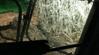 16 Row Geringhoff corn head on CLAAS LEXION 595R 2017 Harvest [upl. by Esydnac683]