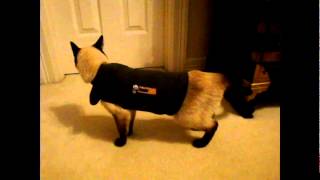 CAT THUNDERSHIRT [upl. by Hiro]