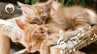 Cat Purring and 528Hz Healing Music  Deep Relaxation Sleep Music Stress Relief [upl. by Ulani]