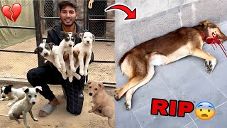 Puppies Ki Mummy Mar Gai ll Sub Puppies Ko Rescue Kr Liya [upl. by Eirrak119]