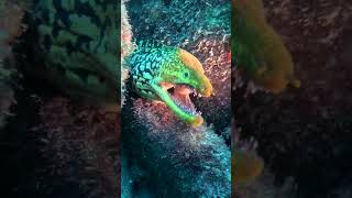 Sometimes I get way too close 👀 tenerife scubadiving morayeel [upl. by Thea]