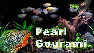 All You Need to Know About The Ultimate Gourami Pearl Gourami Care and Breeding [upl. by Navillus]