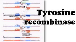 Tyrosine recombinase [upl. by Niels71]