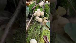 Lycoperdon pyriforme Stump puffball Rain mushroom [upl. by Falzetta]