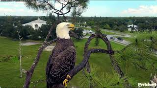 M15 Southwest Florida Eagle Cam Southwest Florida Eagle Cam [upl. by Durham]