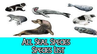 All Seal Species  Species List [upl. by Weasner]