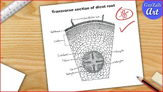 Dicot root diagram drawing  Easy step by step [upl. by Mehitable]