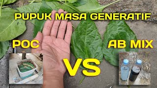 Perlakuan Tanaman Cabai dalam Pot Saat Memasuki Masa Generatif Tips amp Trik Agar Berbuah Lebat [upl. by Quentin]