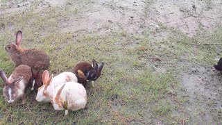 My cute pet rabbits video [upl. by Aihsemak]