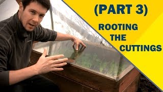 Propagate Plants Like a Pro Part 3  Rooting the Cuttings of English Laurel [upl. by Haldas]