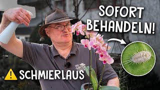 So rettest du Orchideen amp andere Zimmerpflanzen 🚑  Schädlinge ohne Pestizide behandeln [upl. by Gmur]