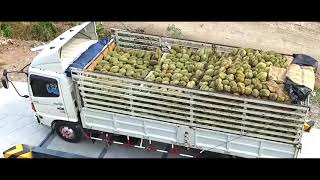 Durian Factory kapan kita punya yg begini [upl. by Ted]