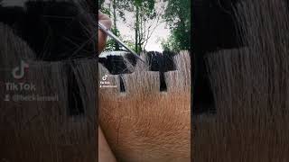 6 Style Transitions for the fjord horse mane [upl. by Lisbeth]