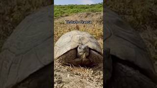 Testudo Graeca tortuga reptiles vidasilvestre naturaleza shorts marruecos fauna rif [upl. by Natfa]