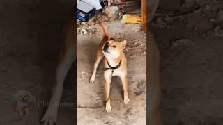 Angry 😡 dog barking  dog barking sound  dogbarking angrydog [upl. by Kingston]