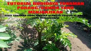 PETANI KAYA I BUDIDAYA TANAMAN PORANG suwek I Jenis Tanaman Ekspor Jepang Dan China [upl. by Eusoj848]