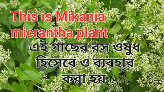 Most important amp beautiful plant  Mikania micrantha Sokherbagania [upl. by Ahkeber592]