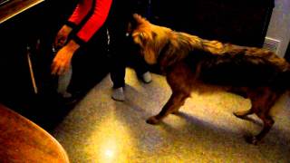 Dog barking at a glass penguin [upl. by Goodspeed]